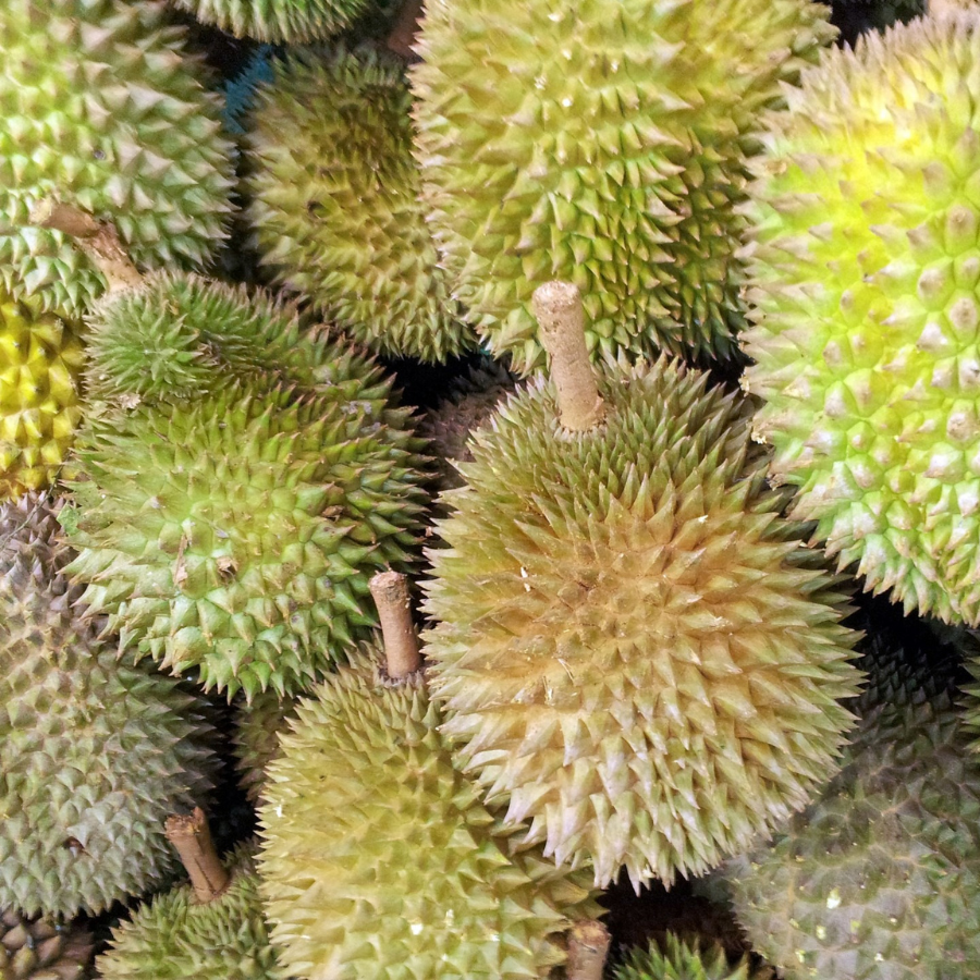 เก็บทุเรียนอย่างไรให้อยู่ได้นาน 1 เดือน ด้วยหนังสือพิมพ์และถุงพลาสติก